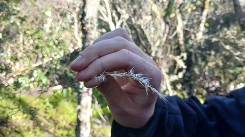 Rytidosperma gracile observed 2026-05-16