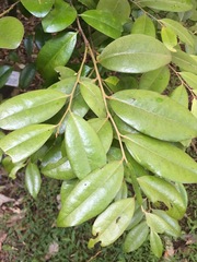 Diospyros laurina