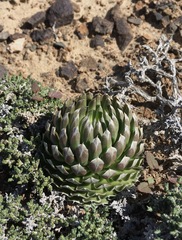 Orostachys thyrsiflora