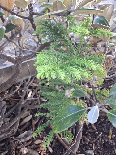 Araucaria heterophylla