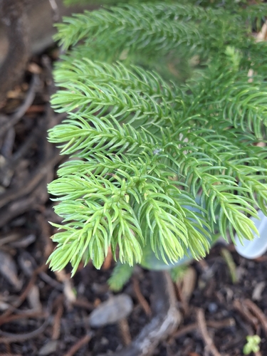 Araucaria heterophylla