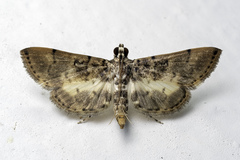 Tylostega