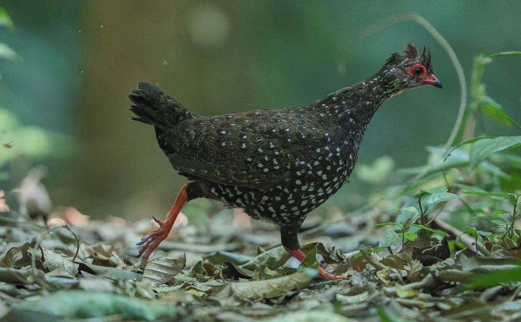 Nahan's Partridge