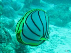 Chaetodon meyeri
