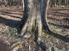 Thalictrum thalictroides