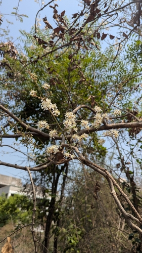 Lagerstroemia parviflora