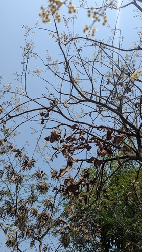 Lagerstroemia parviflora, photograph 2