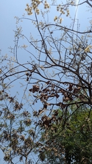 Lagerstroemia parviflora, photograph (c) Ravuri Krishna Chaitanya, some rights reserved (CC BY)