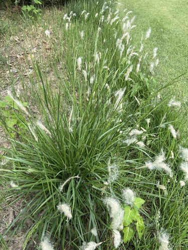 Cogon Grass