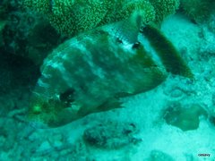 Cheilinus trilobatus