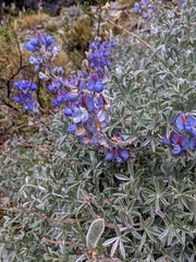 Lupinus ballianus