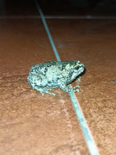 Kaloula baleata