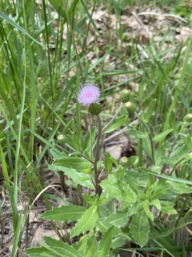 creeping thistle