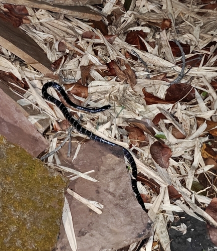 Common Krait