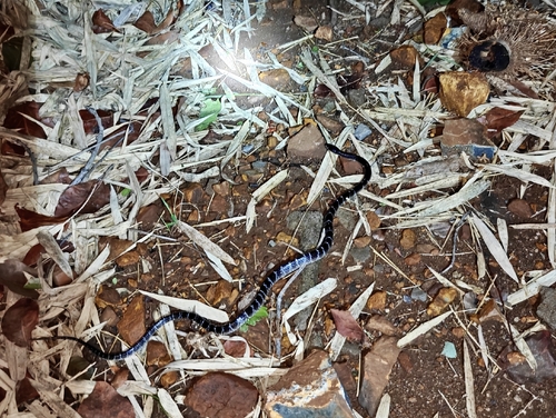 Common Krait