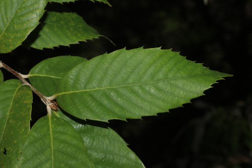 Quercus leucotrichophora
