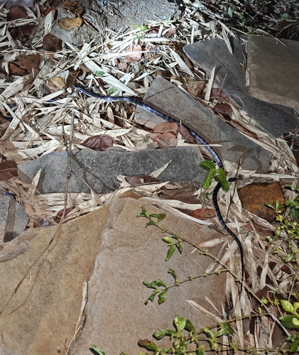 Common Krait