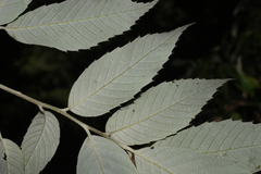author not stated, no rights reserved Quercus leucotrichophora, photograph author not stated, no rights reserved