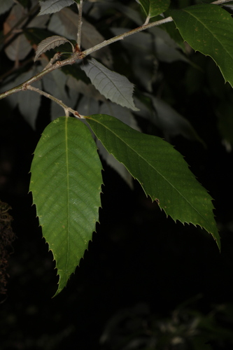 Quercus leucotrichophora, photograph 2