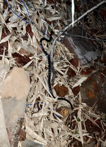 Common Krait