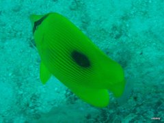Chaetodon zanzibarensis