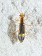 Malthinus occipitalis