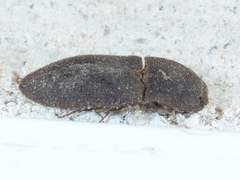 Agrypnus rectangularis