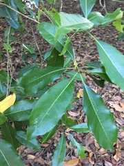 Chionanthus ramiflorus
