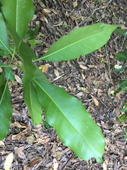 Chionanthus ramiflorus
