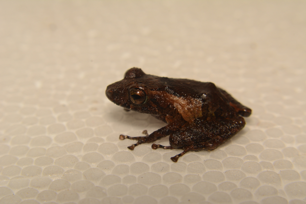 Nieto's Rainfrog