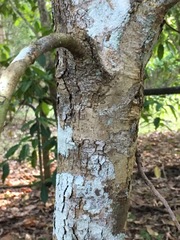 Chionanthus ramiflorus