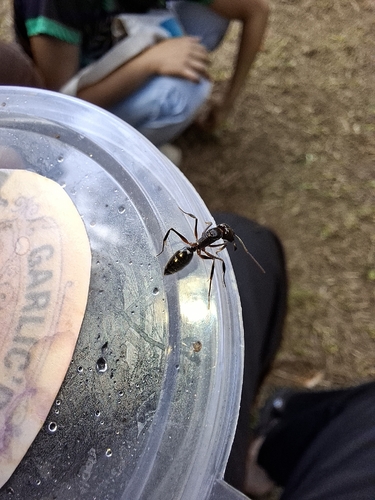 Common Oriental Trap-jaw Ant