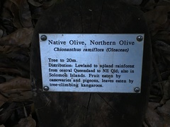 Chionanthus ramiflorus