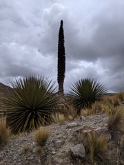 Puya raimondii