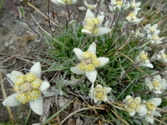 Leontopodium