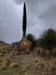 Puya raimondii