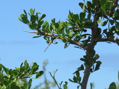 Searsia longispina