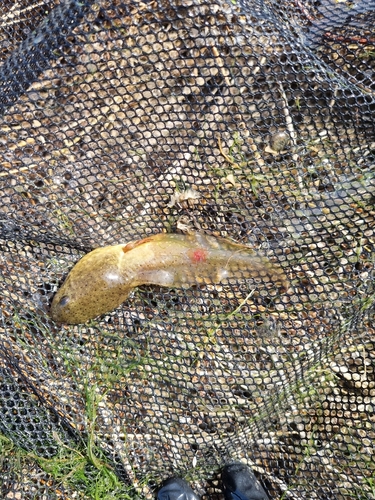 American Bullfrog