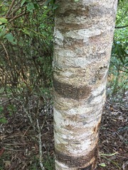 Flindersia bourjotiana