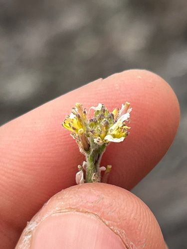 Sisymbrium officinale observed 2026-05-12