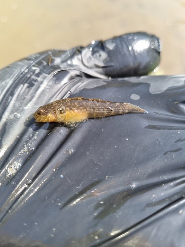 Frog Goby