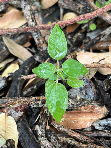 Neraudia ovata observed 2026-05-14