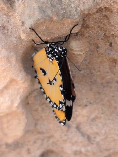 Plain Tiger Butterfly