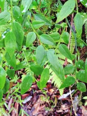 Vaccinium japonicum, photograph (c) Rick Chou, some rights reserved (CC BY)