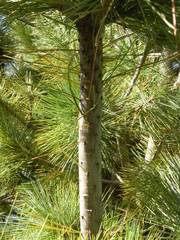 Pinus stylesii