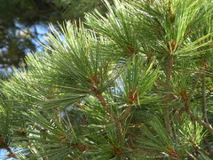 Pinus stylesii