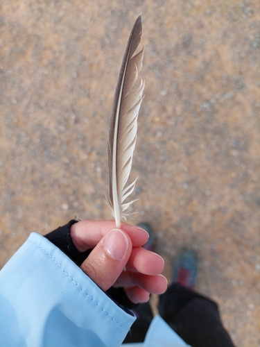 Plume de Guillemot de Troïl