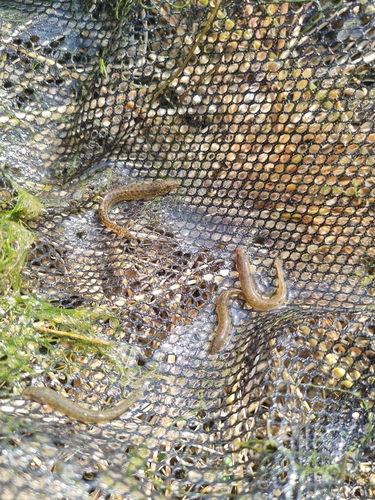Oriental Weatherfish