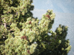 Pinus stylesii