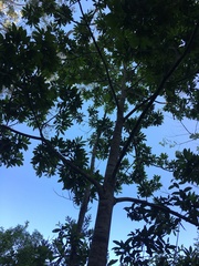 Flindersia bourjotiana